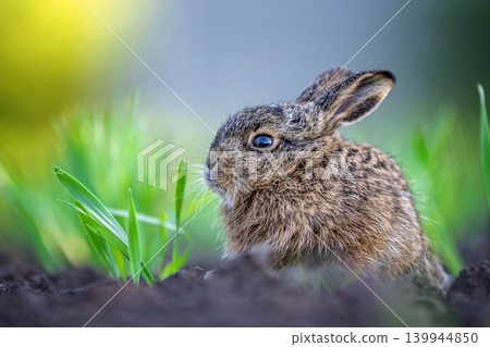 Young wild hare sitting among new spring grass 139944850