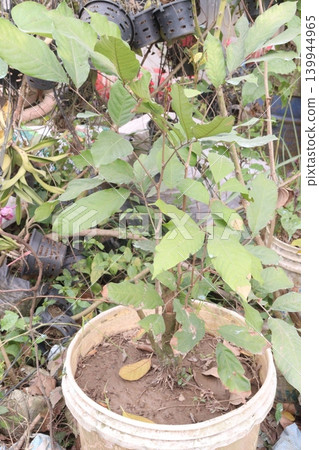 Rambutan tree on nursery for harvest are cash crops Rambutan tree on nursery for harvest are cash crops 139944965
