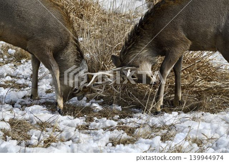 Young Hokkaido deer playing Young Hokkaido deer playing 139944974