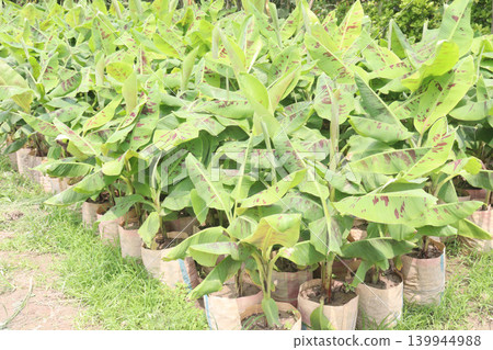 Banana plant with Red variegated leaf on bag Banana plant with Red variegated leaf on bag 139944988