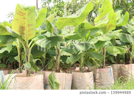 Banana plant with Red variegated leaf on bag Banana plant with Red variegated leaf on bag 139944989