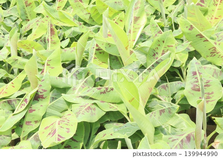Banana plant with Red variegated leaf on bag Banana plant with Red variegated leaf on bag 139944990