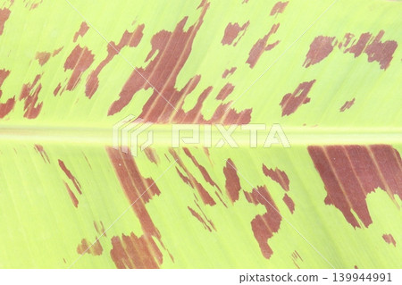 Banana plant with Red variegated leaf on bag Banana plant with Red variegated leaf on bag 139944991