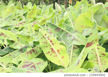 Banana plant with Red variegated leaf on bag Banana plant with Red variegated leaf on bag 139944992