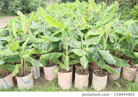 Banana plant with Red variegated leaf on bag Banana plant with Red variegated leaf on bag 139944993
