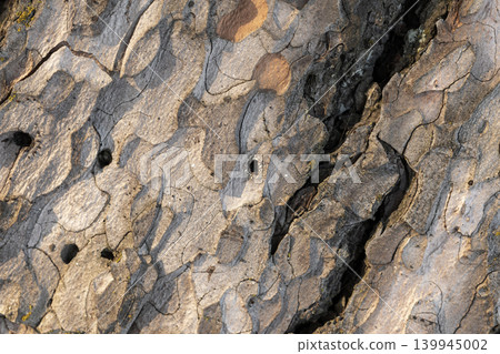 Macro photograph of pine tree bark showing layered textures and natural cracks Macro photograph of pine tree bark showing layered textures and natural cracks 139945002