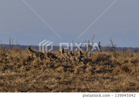 Ezo deer 139945042