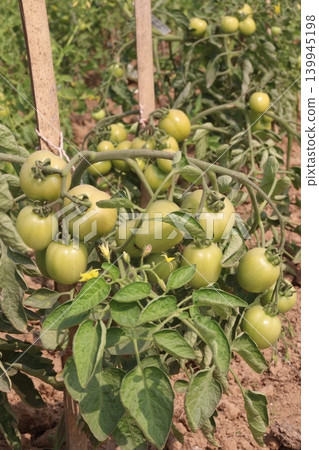 raw tomato on tree in farm for harvest are cash crops raw tomato on tree in farm for harvest are cash crops 139945198