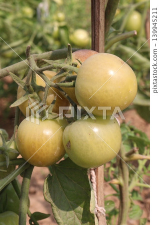 ripe tomato on tree in farm ripe tomato on tree in farm 139945211