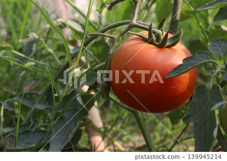 ripe tomato on tree in farm 139945214