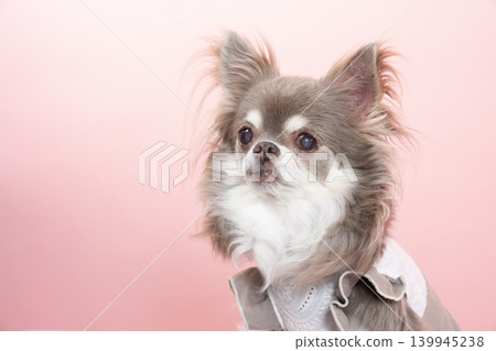 一張吉娃娃犬佩羅在粉紅色背景的特寫照片。 一張吉娃娃犬佩羅在粉紅色背景的特寫照片。 139945238