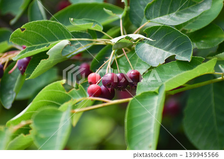 Fruit of June belly Fruit of June belly 139945566