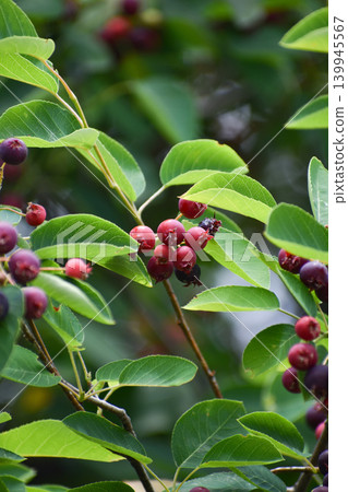 Fruit of June belly 139945567
