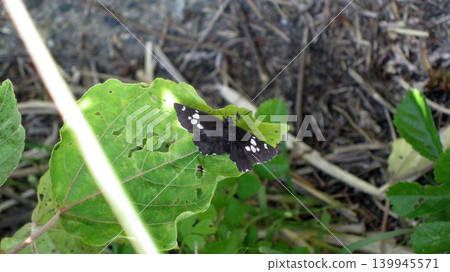 A large skipper butterfly resting with its wings spread. 139945571