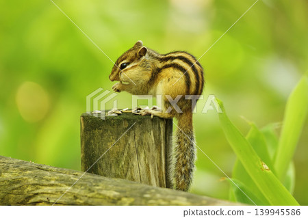 A chipmunk enthusiastically stuffing its face with sunflower seeds. A chipmunk enthusiastically stuffing its face with sunflower seeds. 139945586