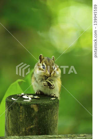 A chipmunk enthusiastically stuffing its face with sunflower seeds. A chipmunk enthusiastically stuffing its face with sunflower seeds. 139945589