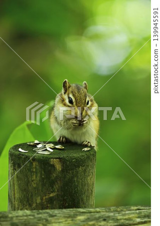A chipmunk enthusiastically stuffing its face with sunflower seeds. A chipmunk enthusiastically stuffing its face with sunflower seeds. 139945591