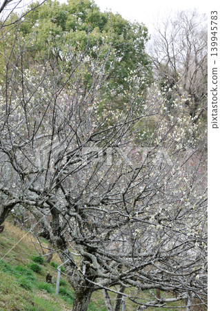 南部山丘公園的梅樹林 南部山丘公園的梅樹林 139945783