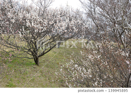 南部山丘公園的梅樹林 南部山丘公園的梅樹林 139945895