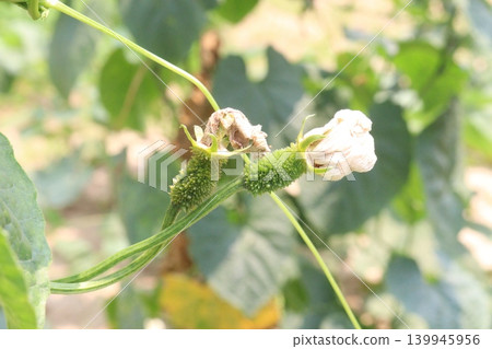 Spiny gourd, Momordica dioica, teasle gourd, bristly balsam pear plant with flower Spiny gourd, Momordica dioica, teasle gourd, bristly balsam pear plant with flower 139945956