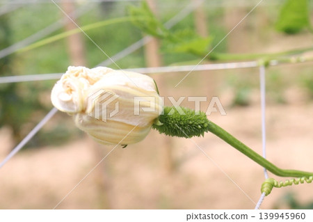 Spiny gourd, Momordica dioica, teasle gourd, bristly balsam pear plant with flower Spiny gourd, Momordica dioica, teasle gourd, bristly balsam pear plant with flower 139945960