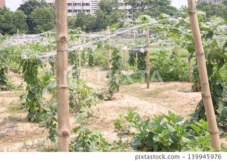 Spiny gourd, Momordica dioica, teasle gourd, bristly balsam pear plant Spiny gourd, Momordica dioica, teasle gourd, bristly balsam pear plant 139945976