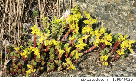 Yellow flowers of the succulent sedum blooming on a slope. Yellow flowers of the succulent sedum blooming on a slope. 139946020