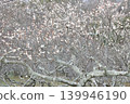 南部山丘公園的梅樹林 南部山丘公園的梅樹林 139946190