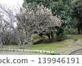 南部山丘公園的梅樹林 南部山丘公園的梅樹林 139946191