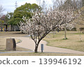 南部山丘公園的梅樹林 南部山丘公園的梅樹林 139946192