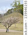 南部山丘公園的梅樹林 南部山丘公園的梅樹林 139946193
