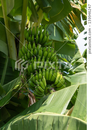Many bananas growing Many bananas growing 139946247
