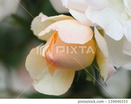 玫瑰花蕾(菲利斯·比德,20260515050240) 玫瑰花蕾(菲利斯·比德,20260515050240) 139946355