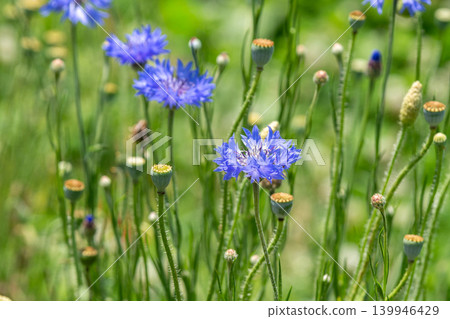 Blue cornflower 139946429