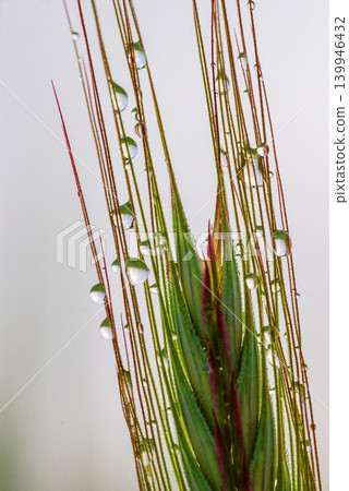 Wild grass seed head macro photography 139946432