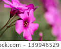 In the foothills of April, the Oxalis corniculata bloomed with pink flowers. 139946529