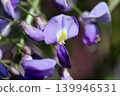 Wisteria blossoms shining in the spring sunshine in the foothills of April. 139946531