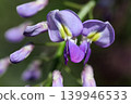 Wisteria blossoms shining in the spring sunshine in the foothills of April. 139946533