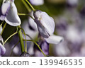 Wisteria blossoms shining in the spring sunshine in the foothills of April. 139946535