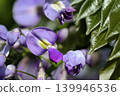 Wisteria blossoms shining in the spring sunshine in the foothills of April. 139946536