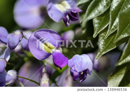 四月,春日的陽光灑在山麓,紫藤花在陽光下閃閃發光。 四月,春日的陽光灑在山麓,紫藤花在陽光下閃閃發光。 139946536