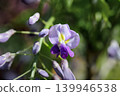 Wisteria blossoms shining in the spring sunshine in the foothills of April. 139946538