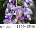 Wisteria blossoms shining in the spring sunshine in the foothills of April. 139946540