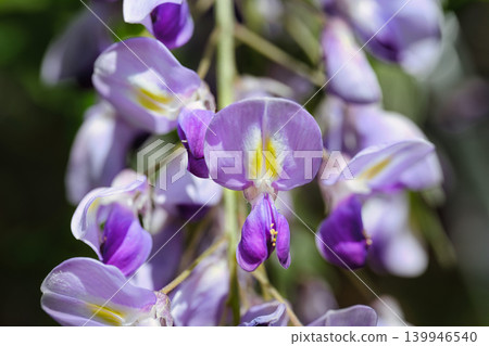 Wisteria blossoms shining in the spring sunshine in the foothills of April. Wisteria blossoms shining in the spring sunshine in the foothills of April. 139946540