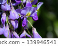 Wisteria blossoms shining in the spring sunshine in the foothills of April. 139946541