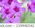 In the foothills of April, the Oxalis corniculata bloomed with pink flowers. 139946542