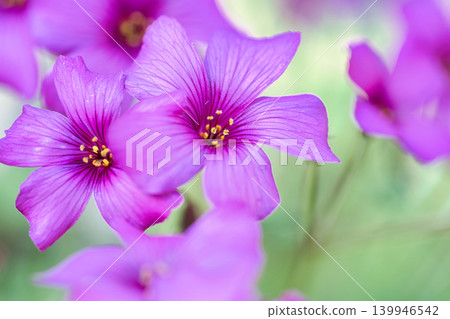 In the foothills of April, the Oxalis corniculata bloomed with pink flowers. 139946542