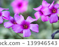 In the foothills of April, the Oxalis corniculata bloomed with pink flowers. 139946543
