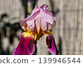Colorful spring flowers of German irises grown in the garden in April. 139946544