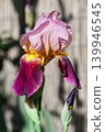 Colorful spring flowers of German irises grown in the garden in April. 139946545